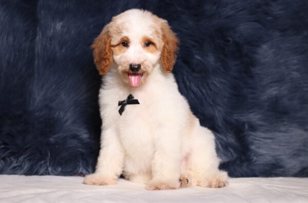 3613ccc-Leo-Mini-Poodle-Puppy-The-Puppy-Lodge-scaled.jpg