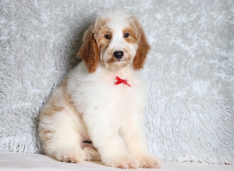 3613d-Leo-Mini-Poodle-Puppy-The-Puppy-Lodge-scaled.jpg