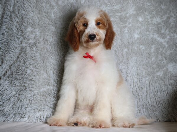 3613dd-Leo-Mini-Poodle-Puppy-The-Puppy-Lodge-scaled.jpg