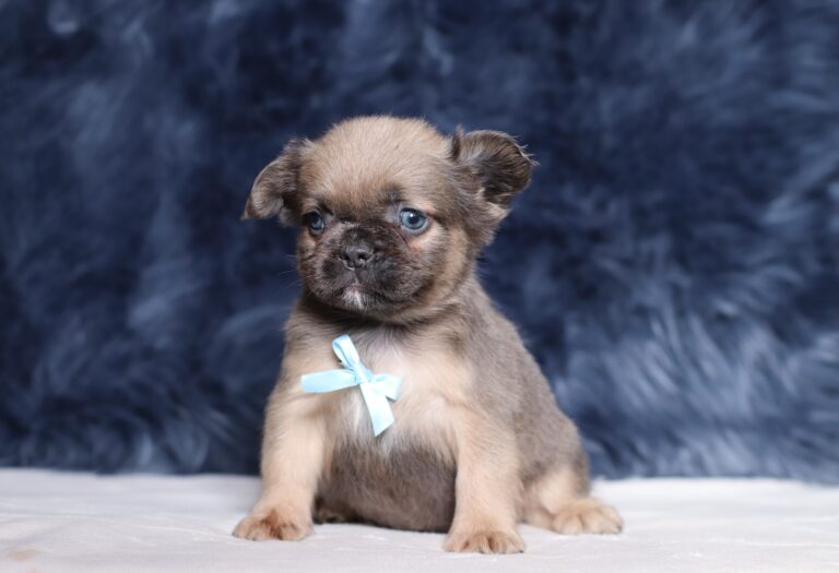 3618a-Marev-Fluffy-French-bulldog-puppy-The-Puppy-Lodge-scaled.jpg