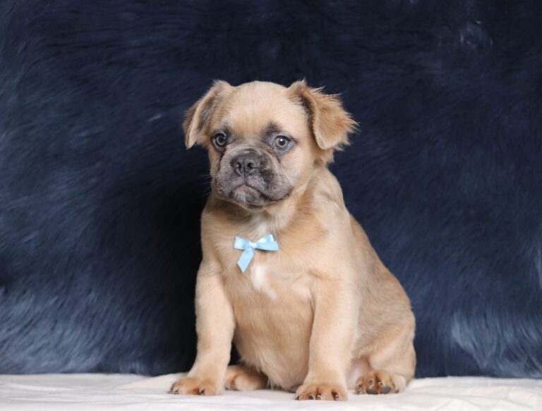 3618a Marev- Fluffy Frenchie Puppy -The Puppy Lodge.JPG