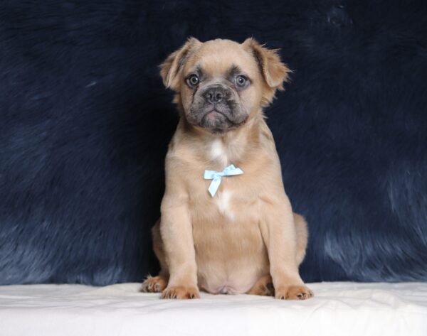 3618aa-Marev-Fluffy-Frenchie-Puppy-The-Puppy-Lodge-scaled.jpg