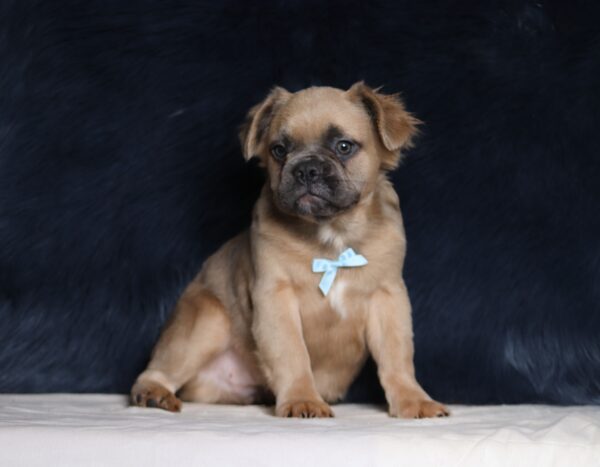 3618aaa-Marev-Fluffy-Frenchie-Puppy-The-Puppy-Lodge-scaled.jpg