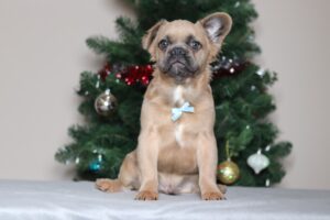 3618a french bulldog male marev The Puppy Lodge