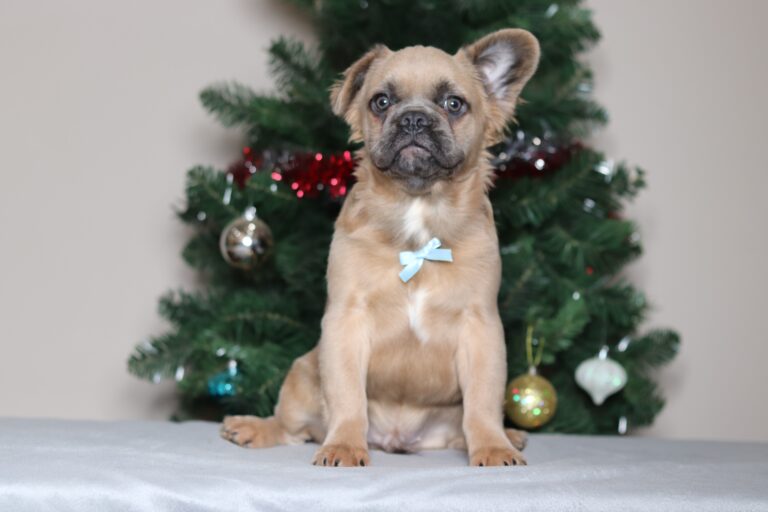 3618a french bulldog male marev The Puppy Lodge