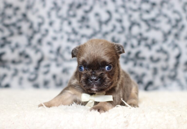 3618aaaMarev-Fluffy-Frenchie-Puppy-The-Puppy-Lodge-scaled.jpg