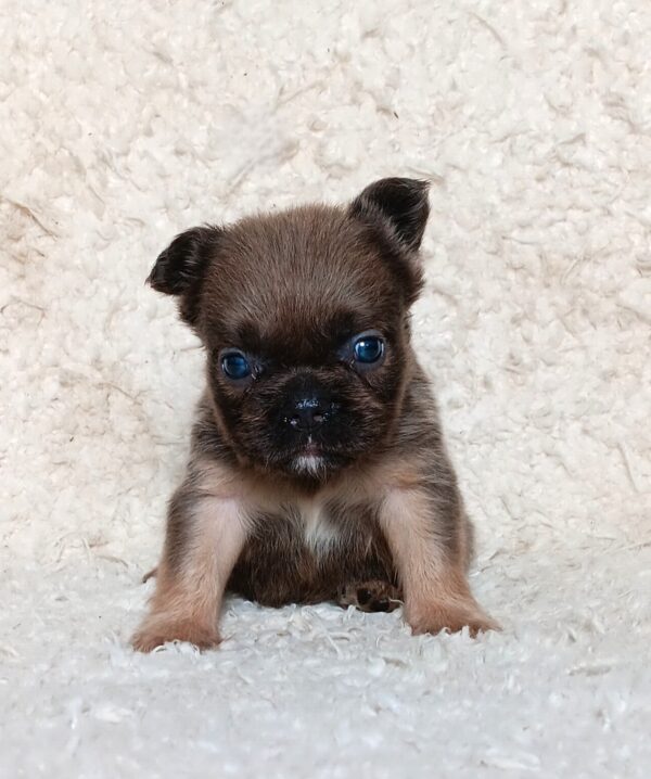 3618b-Marev-Fluffy-French-bulldog-puppy-The-Puppy-Lodge.jpg