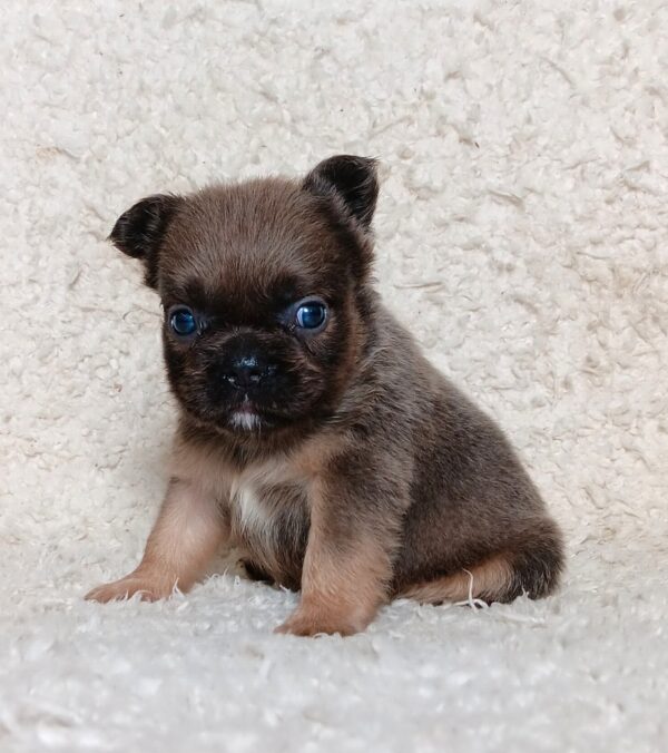 3618bb-Marev-Fluffy-French-bulldog-puppy-The-Puppy-Lodge.jpg