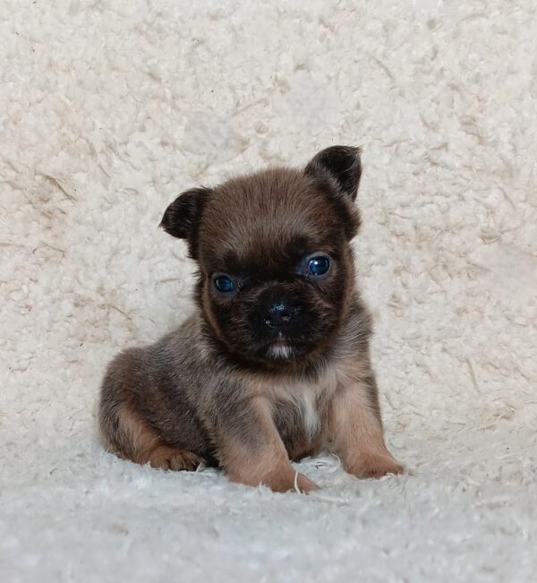 3618bbb-Marev-Fluffy-French-bulldog-puppy-The-Puppy-Lodge.jpg