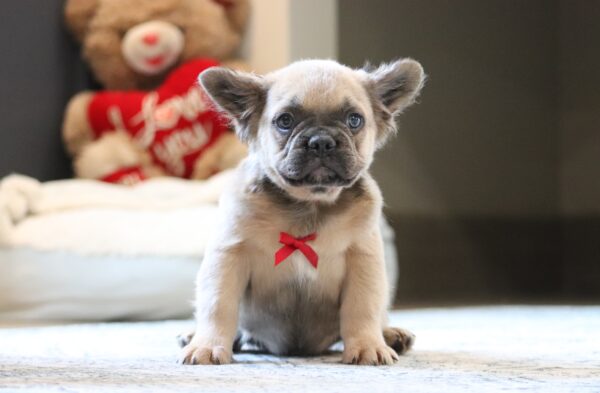 3618dMarev-Fluffy-Frenchie-Puppy-The-Puppy-Lodge-scaled.jpg
