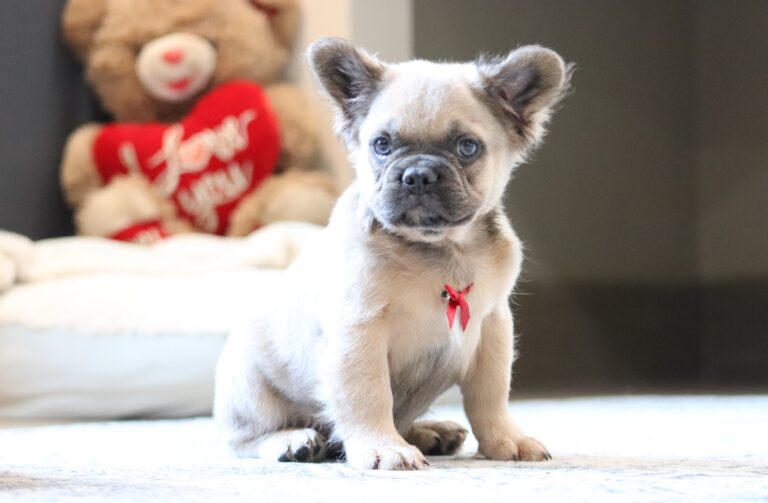 3618ddMarev-Fluffy-Frenchie-Puppy-The-Puppy-Lodge-scaled.jpg