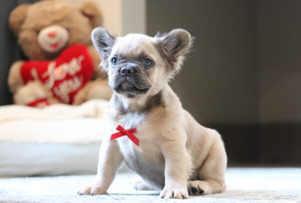 3618dddMarev- Fluffy Frenchie Puppy -The Puppy Lodge.JPG