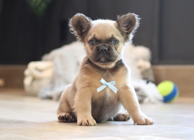 3618q-Marev-Fluffy-Frenchie-Puppy-The-Puppy-Lodge-scaled.jpg