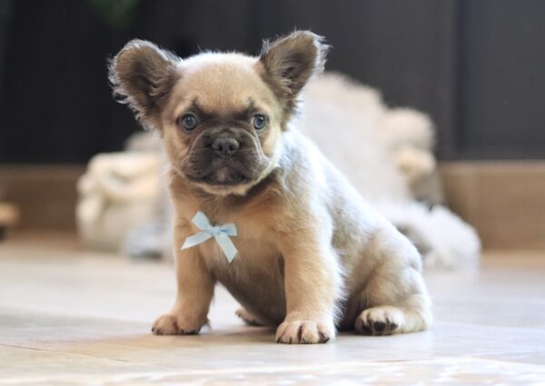 3618qq-Marev-Fluffy-Frenchie-Puppy-The-Puppy-Lodge-scaled.jpg