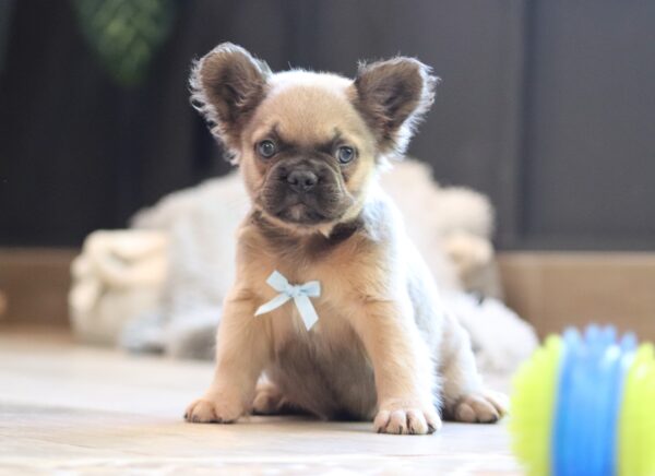 3618qqq-Marev-Fluffy-Frenchie-Puppy-The-Puppy-Lodge-scaled.jp