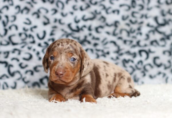 4061a-Paws-dachshund-puppy-The-Puppy-Lodge-scaled.jpg