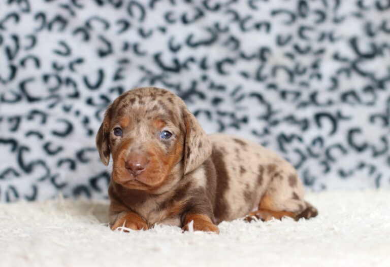 4061a-Paws-dachshund-puppy-The-Puppy-Lodge-scaled.jpg