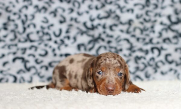 4061aa-Paws-dachshund-puppy-The-Puppy-Lodge-scaled.jpg