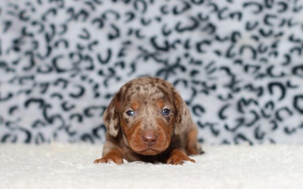 4061aaa Paws dachshund puppy -The Puppy Lodge.JPG