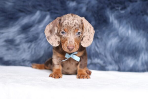 4061b-Paws-dachshund-puppy-The-Puppy-Lodge-scaled.jpg