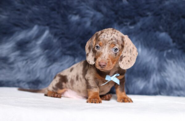 4061bb-Paws-dachshund-puppy-The-Puppy-Lodge-scaled.jpg