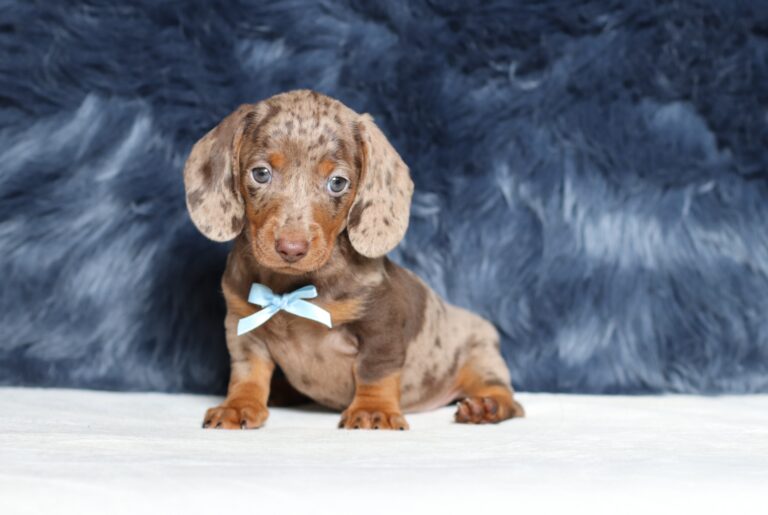 4061bbb-Paws-dachshund-puppy-The-Puppy-Lodge-scaled.jpg