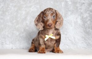 4061c-Paws-dachshund-puppy-The-Puppy-Lodge-scaled.jpg