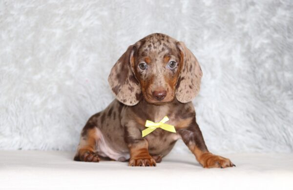4061cc-Paws-dachshund-puppy-The-Puppy-Lodge-scaled.jpg