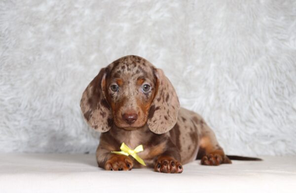 4061ccc Paws dachshund puppy -The Puppy Lodge.JPG