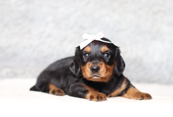 4062a-Melia-dachshund-puppy-The-Puppy-Lodge-scaled.jpg