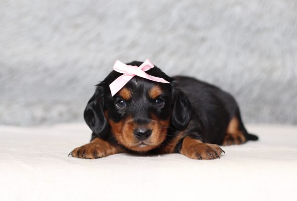 4062aa-Melia-dachshund-puppy-The-Puppy-Lodge-scaled.jpg
