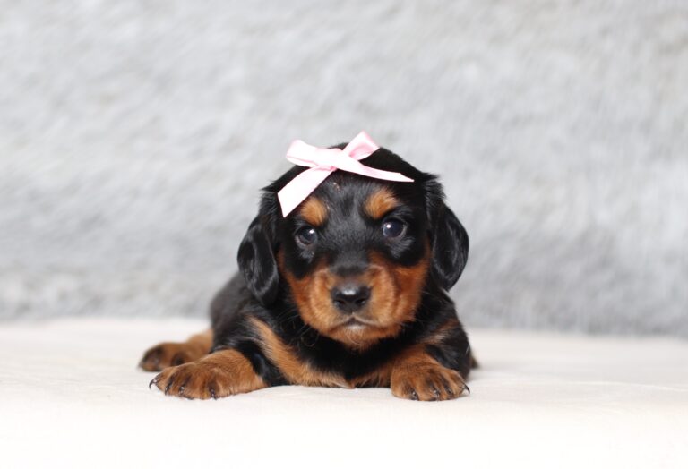 4062aaa Melia- dachshund puppy -The Puppy Lodge.JPG