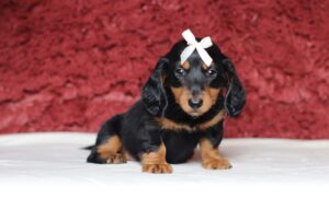 4062bb-Melia-dachshund-puppy-The-Puppy-Lodge-scaled.jpg