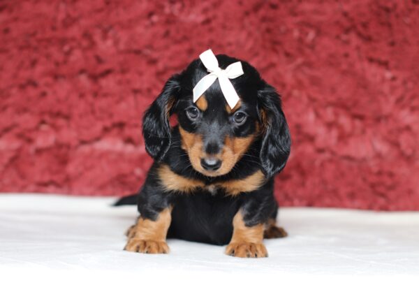 4062bbb Melia- dachshund puppy -The Puppy Lodge.JPG