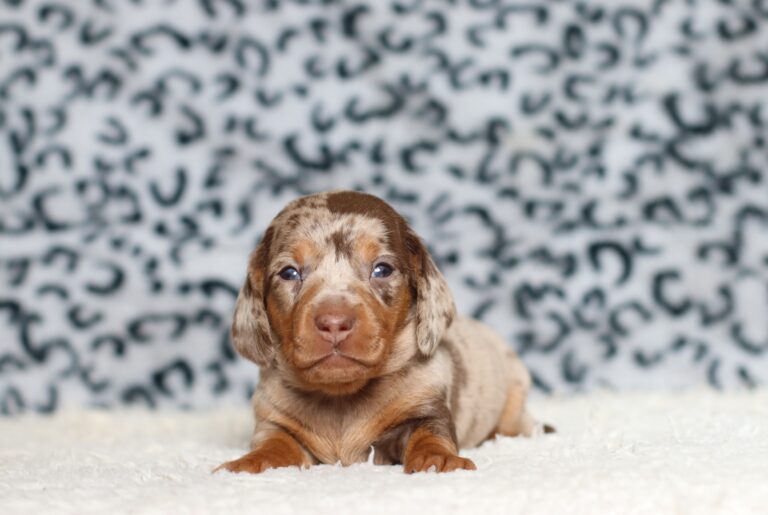 4063aPardo-dachshund-puppy-The-Puppy-Lodge-scaled.jpg