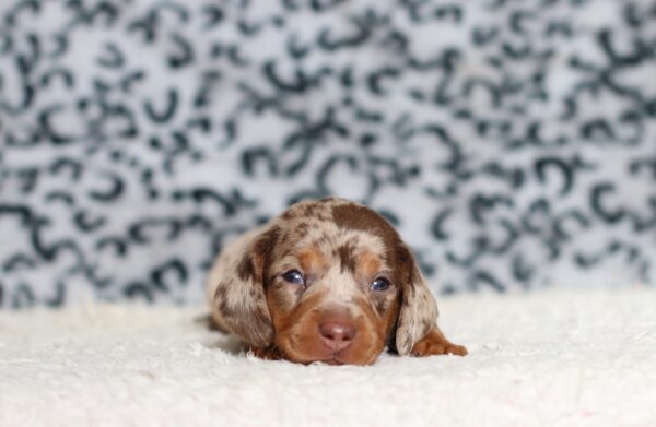 4063aaPardo-dachshund-puppy-The-Puppy-Lodge-scaled.jpg