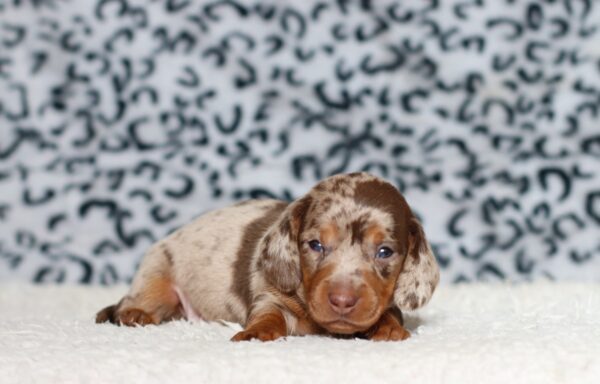 4063aaaPardo dachshund puppy -The Puppy Lodge.JPG