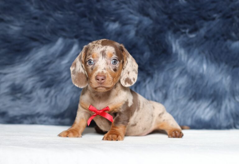 4063b-Pardo-dachshund-puppy-The-Puppy-Lodge-scaled.jpg