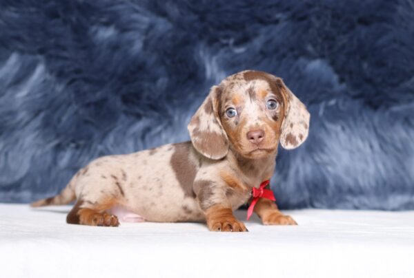 4063bb-Pardo-dachshund-puppy-The-Puppy-Lodge-scaled.jpg