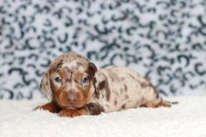 4065a-Pablo-dachshund-puppy-The-Puppy-Lodge-scaled.jpg