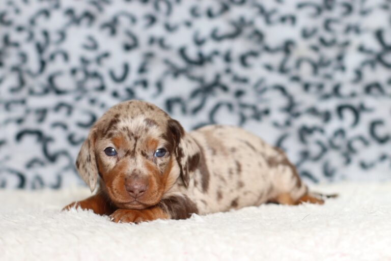 4065a-Pablo-dachshund-puppy-The-Puppy-Lodge-scaled.jpg