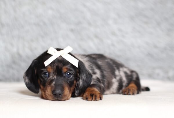 4066a-Morla-dachshund-puppy-The-Puppy-Lodge-scaled.jpg