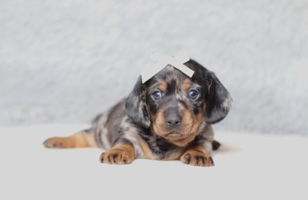 4066aa-Morla-dachshund-puppy-The-Puppy-Lodge-scaled.jpg
