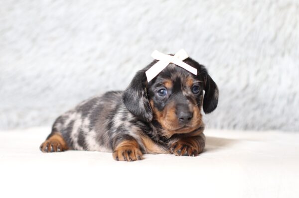 4066aaa-Morla-dachshund-puppy-The-Puppy-Lodge-scaled.jpg