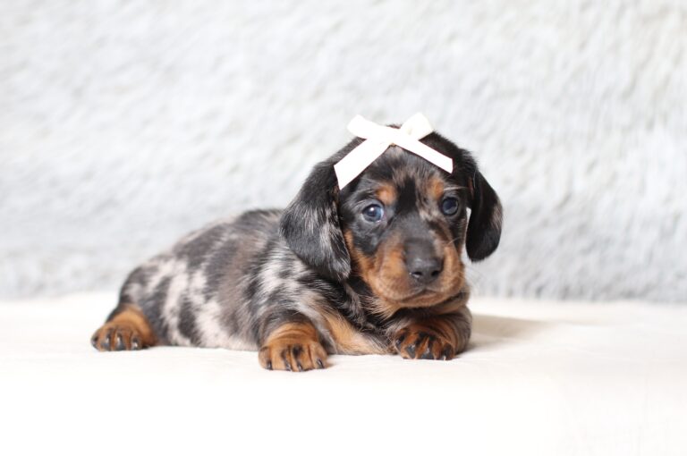 4066aaa-Morla-dachshund-puppy-The-Puppy-Lodge-scaled.jpg