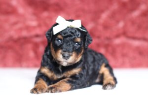 4067aaa-Sophie-Mini-Poodle-The-Puppy-Lodge-scaled.jpg