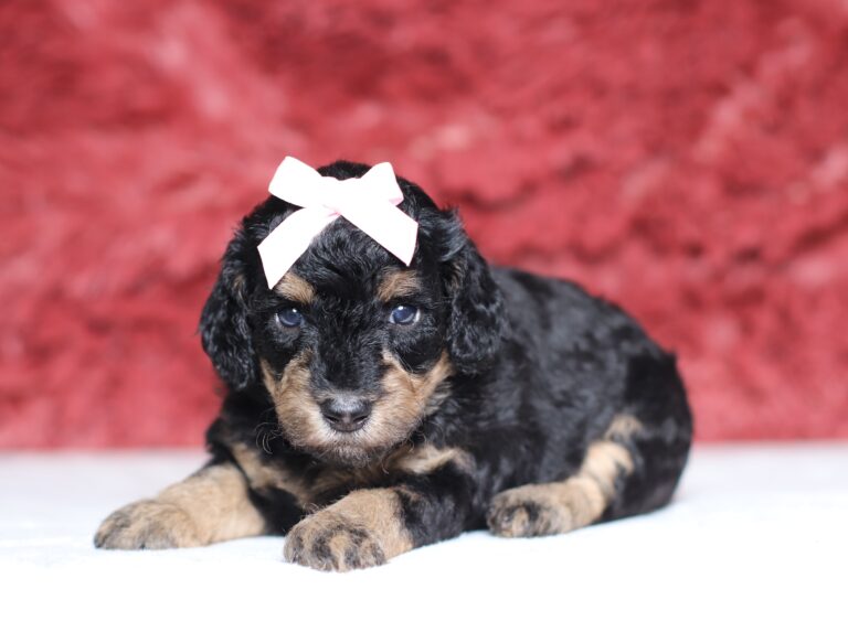4075a-Sylvie-Mini-Poodle-The-Puppy-Lodge-scaled.jpg