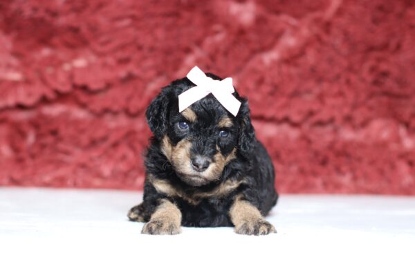 4075aa-Sylvie-Mini-Poodle-The-Puppy-Lodge-scaled.jpg