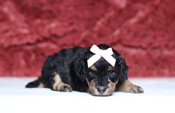 4075aaa Sylvie Mini Poodle-The Puppy Lodge.JPG
