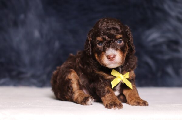 4076a-Salem-Mini-Poodle-The-Puppy-Lodge-scaled.jpg